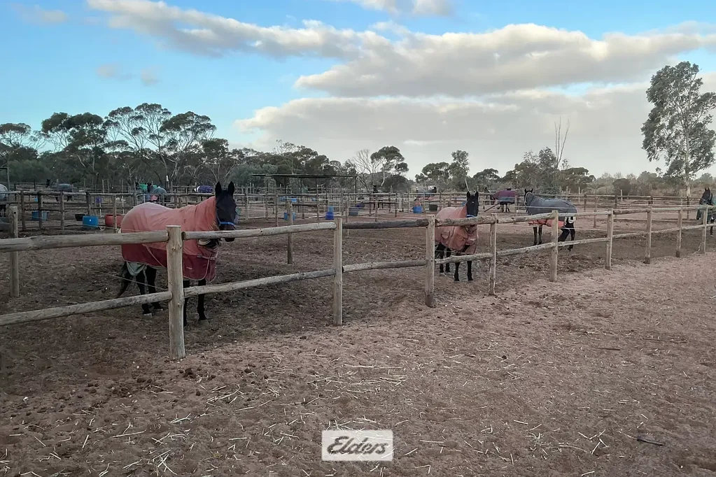 Irymple Attention Horse Lovers & Trainers