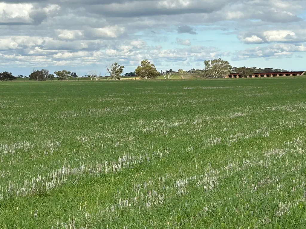 Bowmans Cropping &  Grazing Land