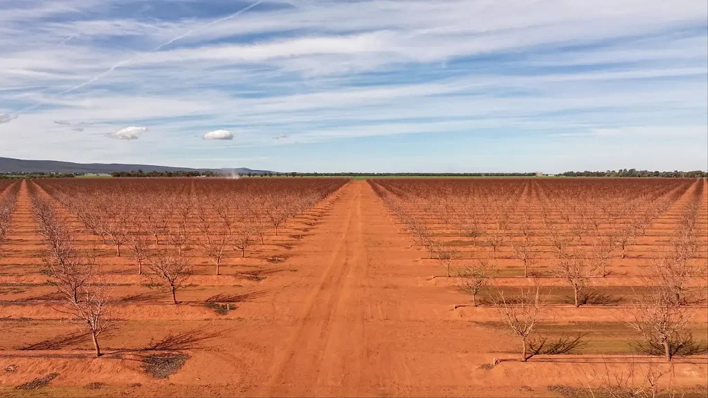 Myall Park "Mountview Orchards"
