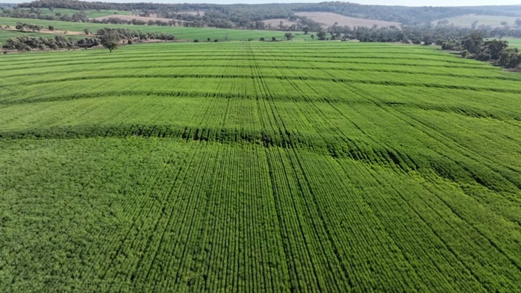 Warialda  Crop Included