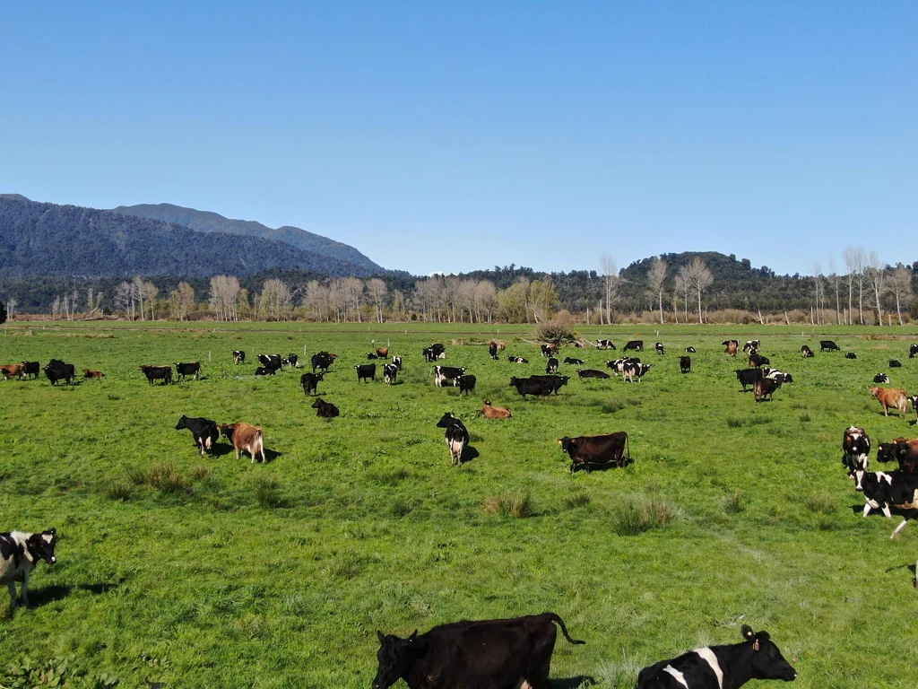 Ross  Dairy Farm in the Waitaha Valley