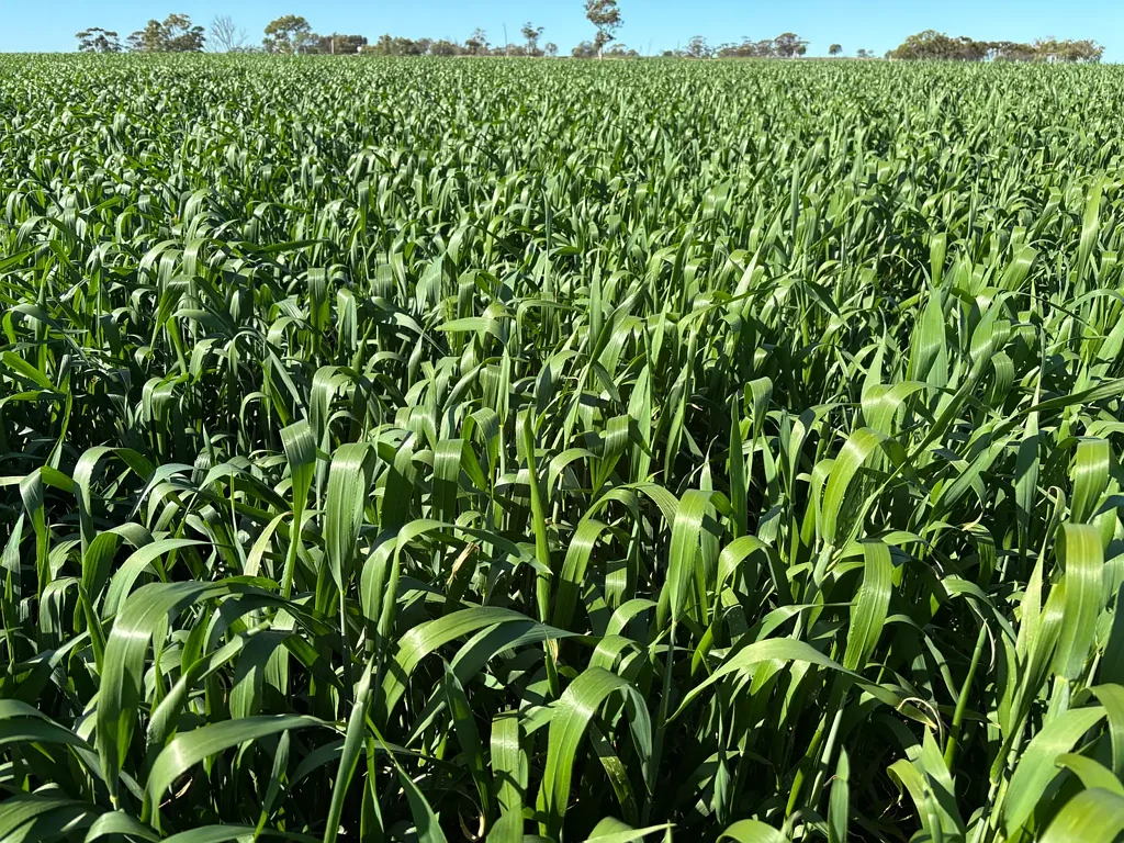 Cunderdin 'Blue ribbon' quality country in reliable Cunderdin