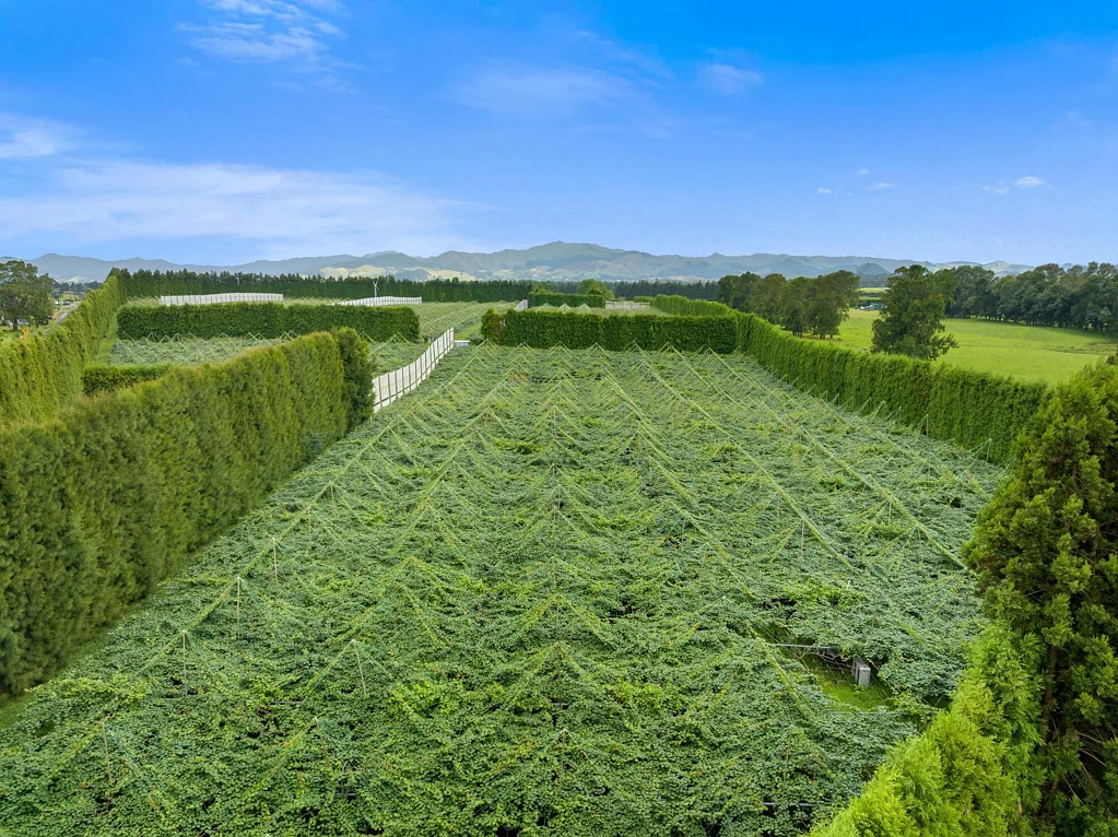 Waihi Beach Just harvested - 104,000 trays of G3