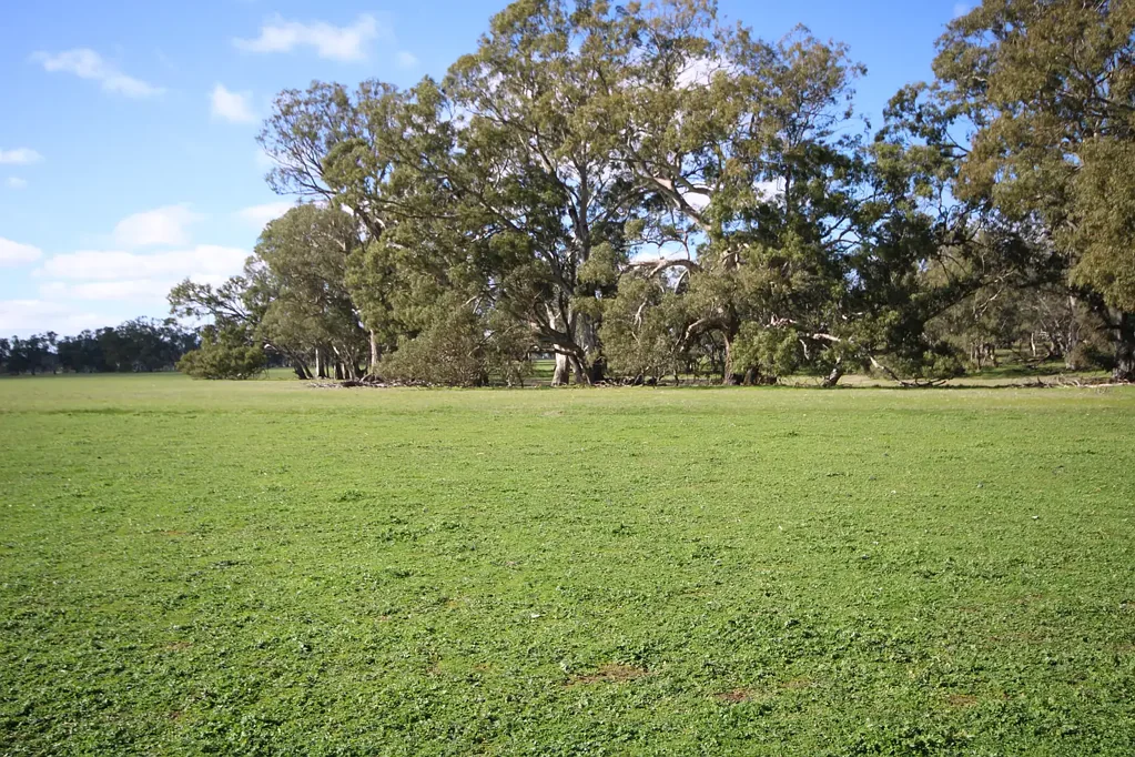 Naracoorte  Woodalla