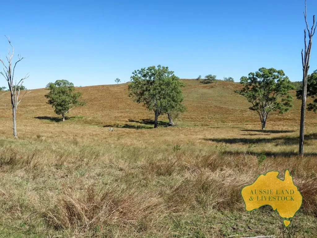Tansey  EXCLUSIVE LISTING - Breeder or Backgrounder