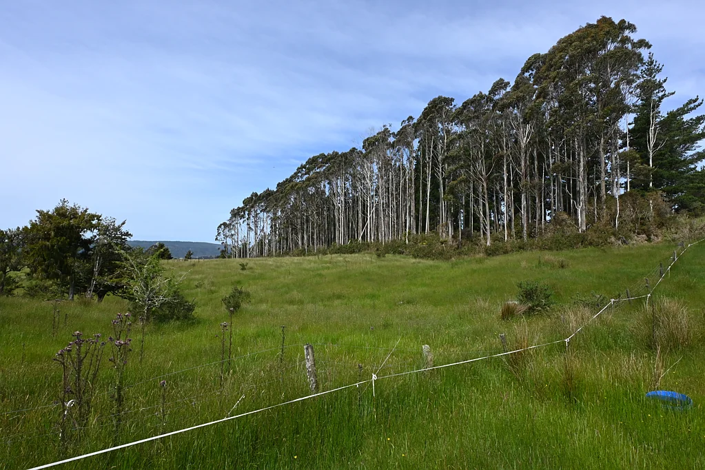 Woodstock-Rimu Road, Ruatapu, Westland, West Coast