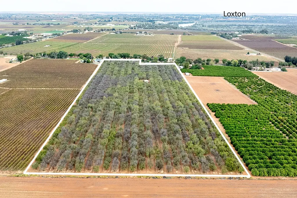 Loxton Established Almond Orchard in a Premier Horticultural District