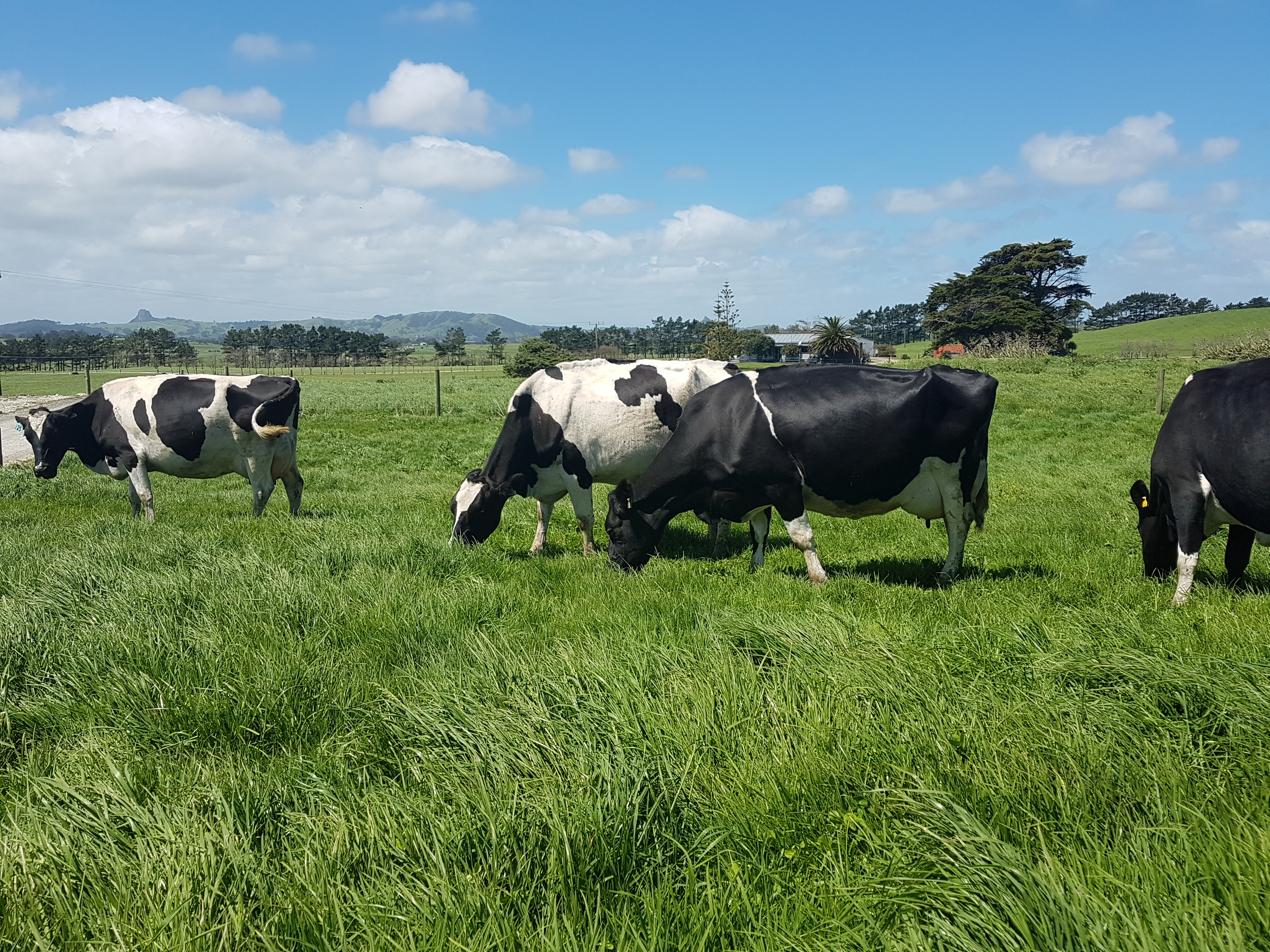 455 West Coast Road, Te Kopuru, Kaipara, 0 chambres, 0 salles de bain, Dairy