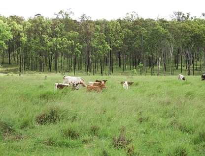 50 Mt Hope Road, Booie, QLD 4610, 0 침실, 0 욕실, Lifestyle Property