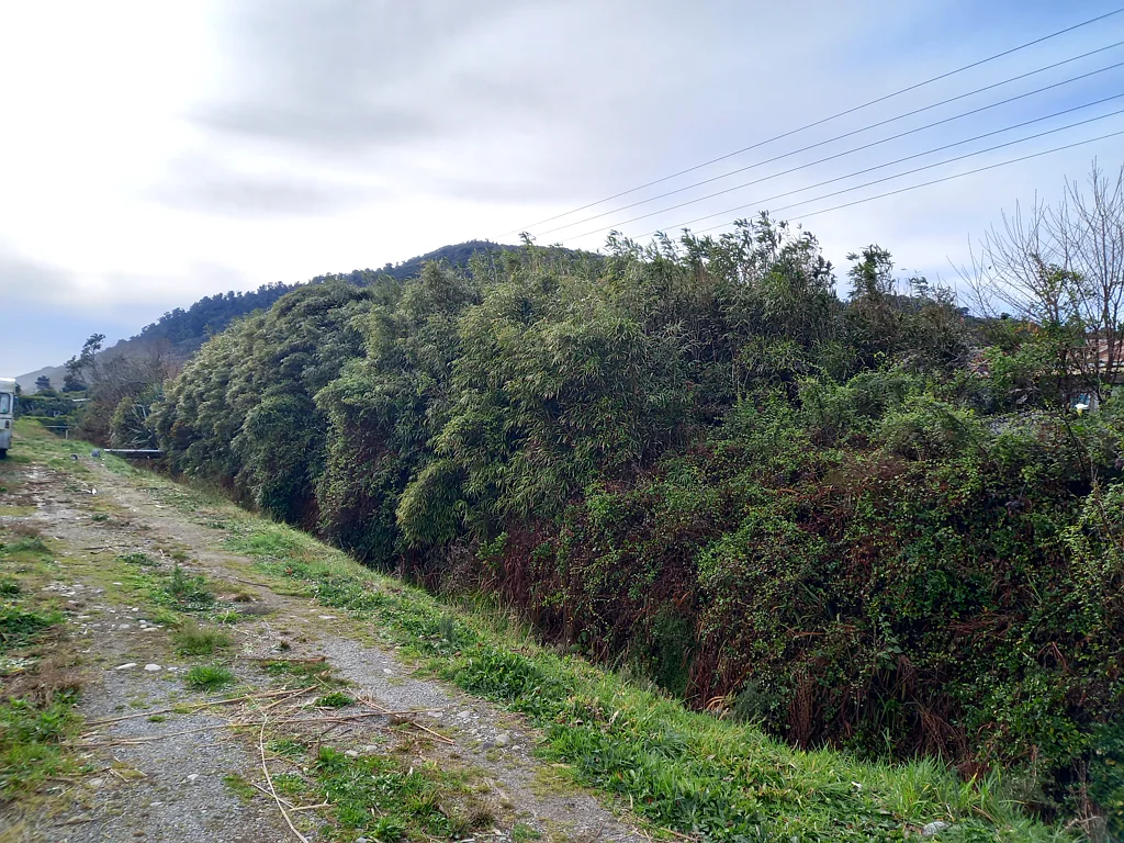 Hector Section in Hector