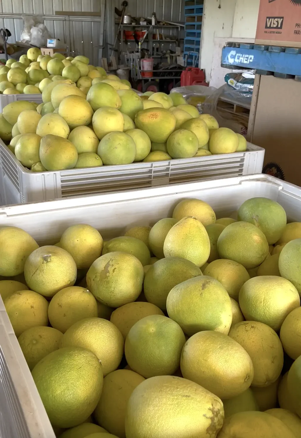 Coominya Fully Established Tropical Fruit Farm CURRENTLY GENERATES INCOMES