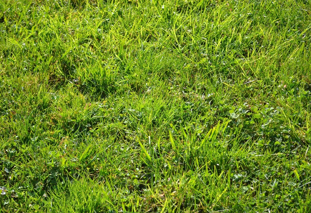 Orewa Large Section for Sale in Orewa