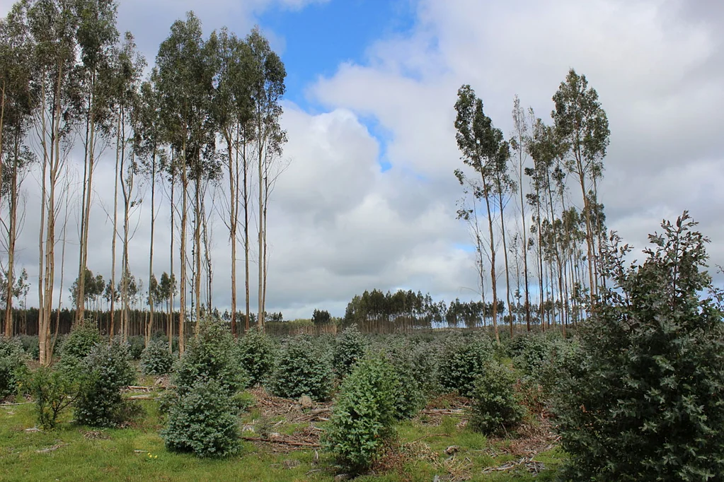 Hamilton  Reversion Opportunity - Various Properties - Western Victoria