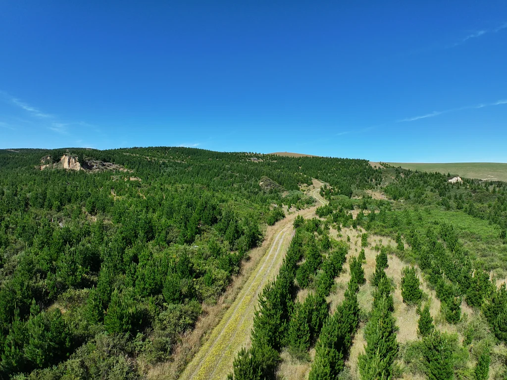Waitahuna  Established Forestry Block