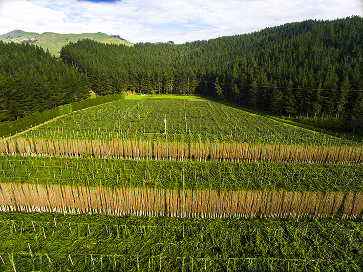 374 Papatu Road, Manutuke, Gisborne, 5房, 0浴