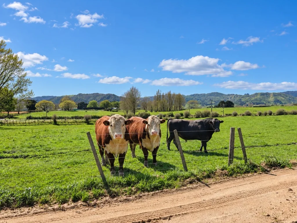 Te Aroha 49 ha grazing support