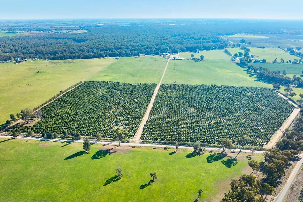 Barooga HIGHLY PRODUCTIVE ESTABLISHED AVOCADO ORCHARD - 137.16 Acres/ 55.5 Ha