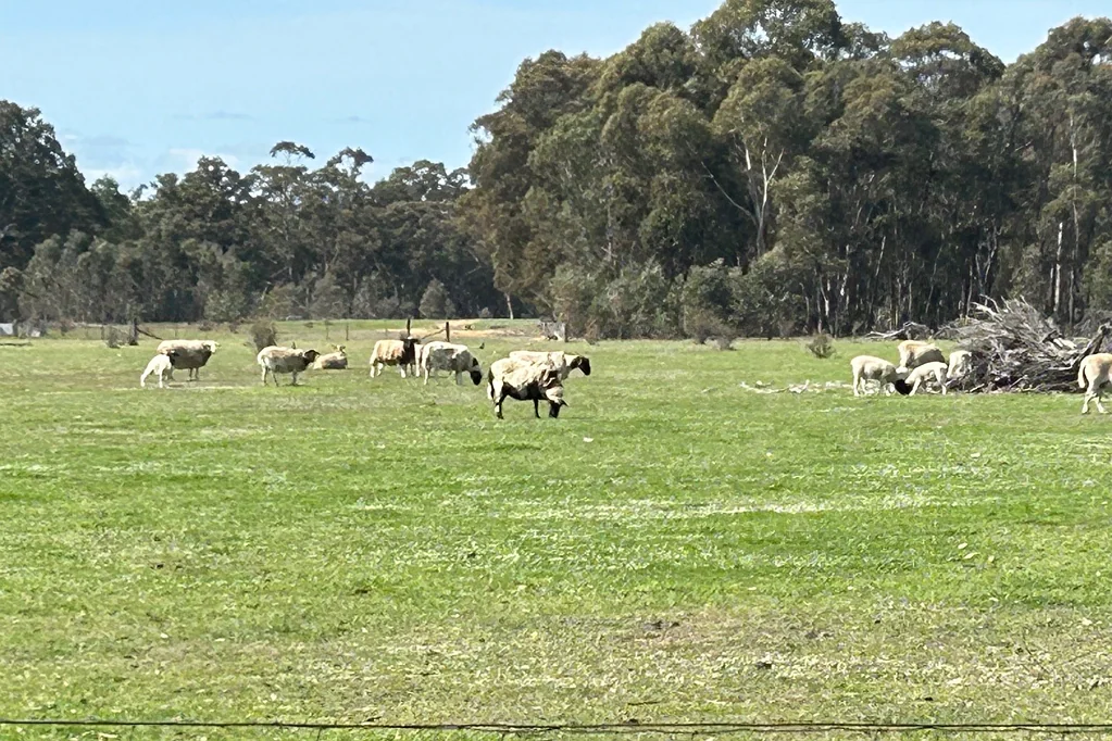 Moliagul DIGGINGS AT FRONT DOOR AND SEASONAL CREEKS.