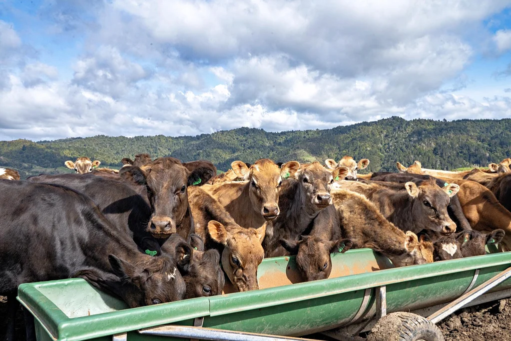 Waimana  Affordable entry level farming block