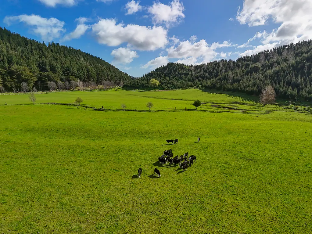 Kai Iwi  Small farm with big possibilities
