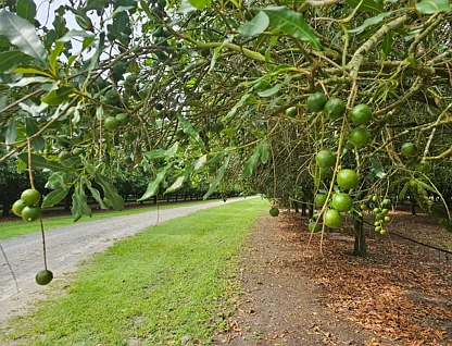 32 Beerburrum Donnybrook Road, Donnybrook, Moreton Bay Region, 4 침실, 2 욕실, Lifestyle Property