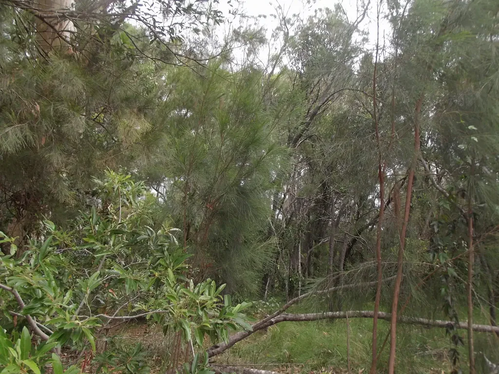 Macleay Island Bush setting