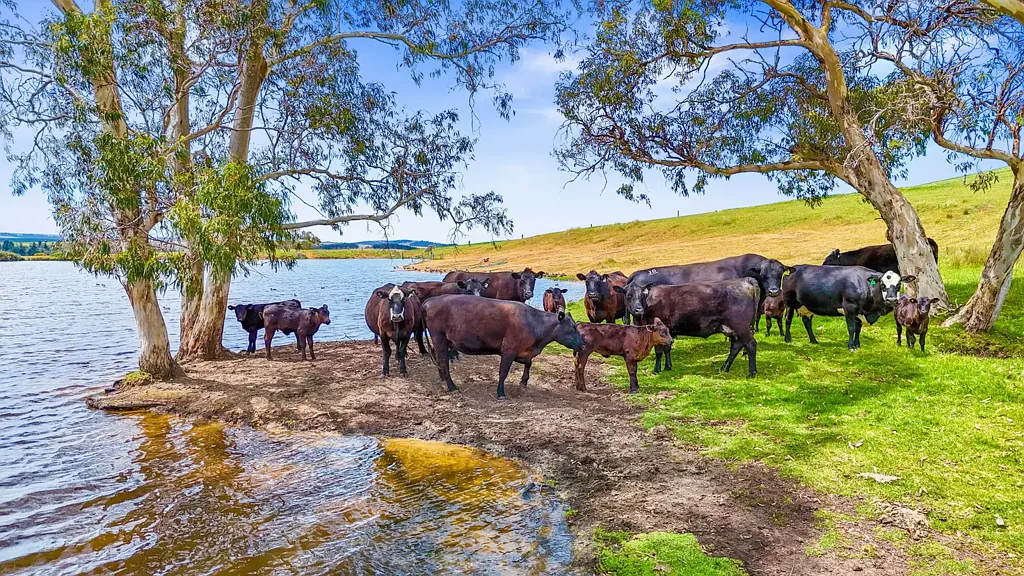 Tooperang Reliable rain, rewarding yields - a prime opportunity on high-quality ag country.