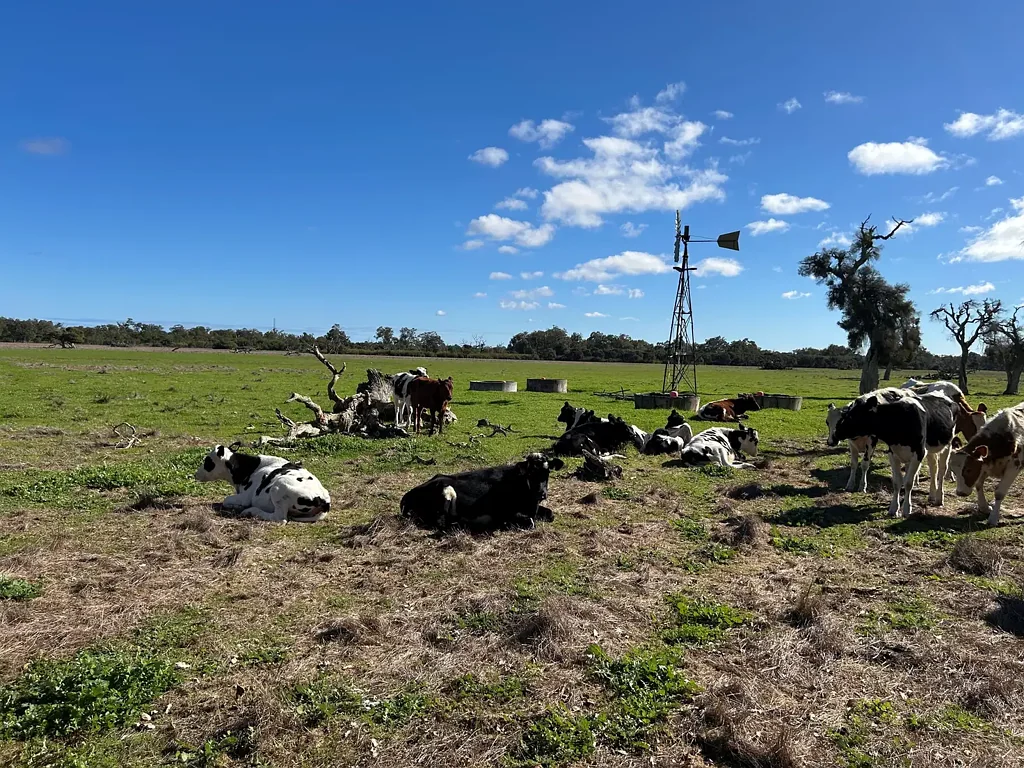 Cookernup  Productive Cookernup Grazing/Lifestyle Block