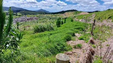 Maungaturoto Profitable plantings