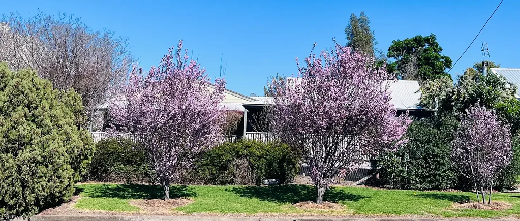 Quirindi 3部屋 Charming Dual Home Property with Lush Gardens in the Heart of Quirindi