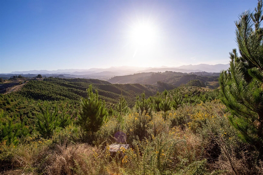 Upper Moutere Expand Your Investment- Forestry and Carbon