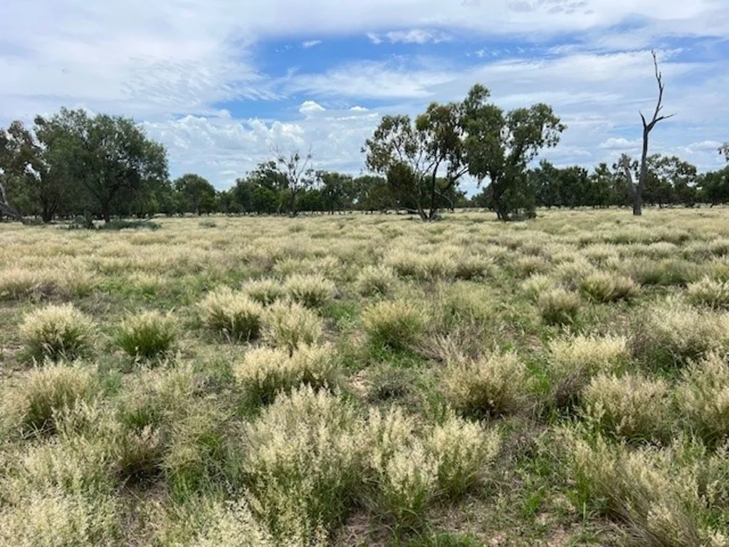 Brewarrina Stoney Ridge, Brewarrina