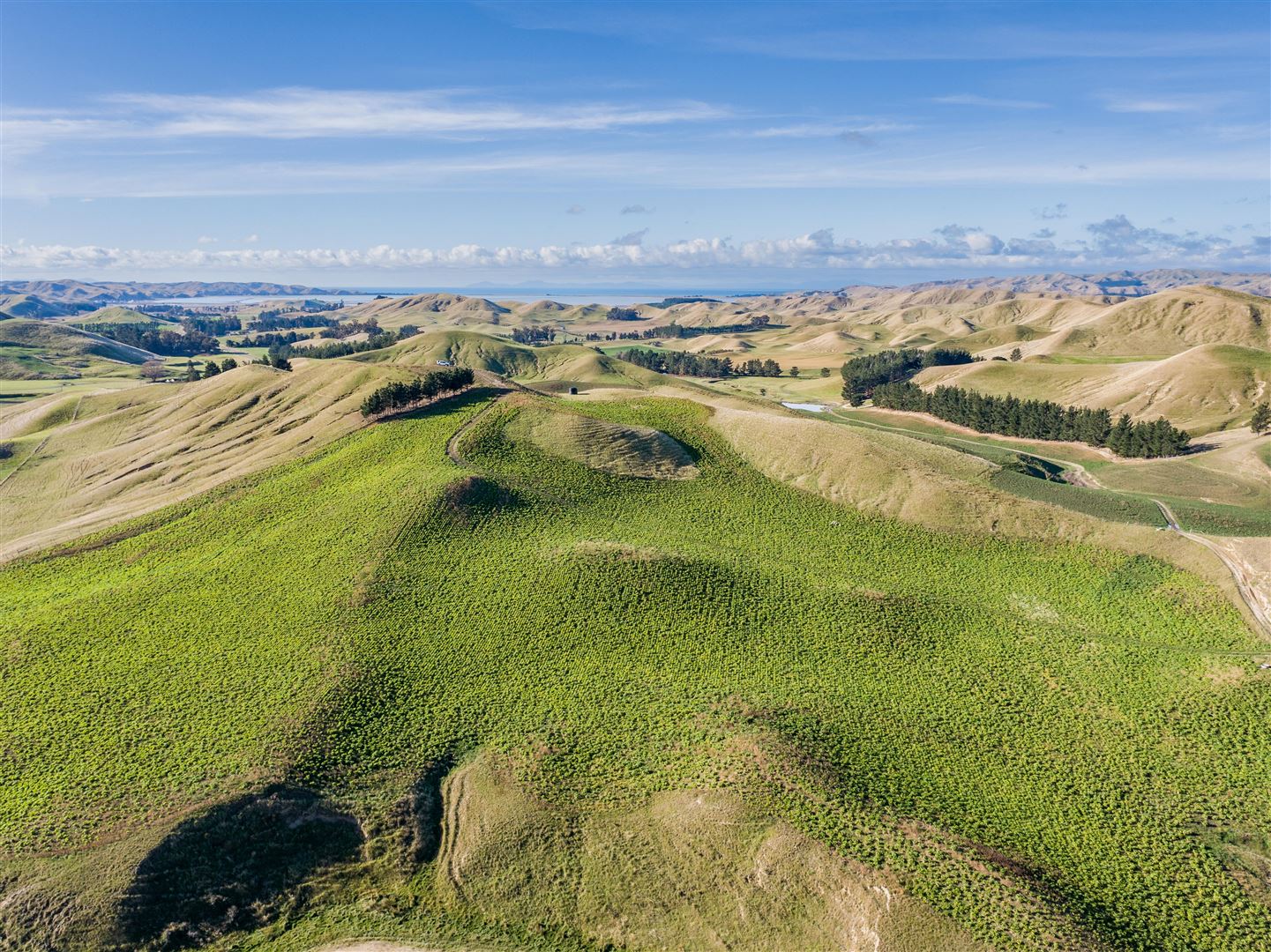 285 Grassmere Road, Seddon, Marlborough, 4 rūma, 2 rūma horoi, Viticulture