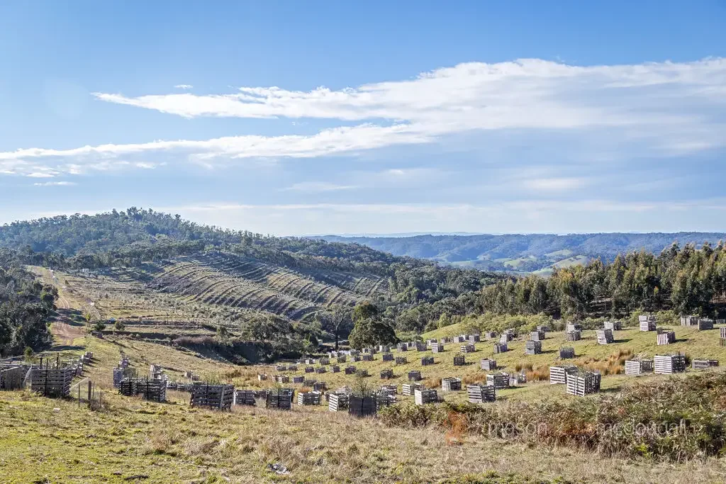 Flowerdale 'Flagpole Hill ' 335 acres ( 135 ha ) approx. ( 2 TITLES ). 
Stunning Views - Ultimate Tree Change Opportunity