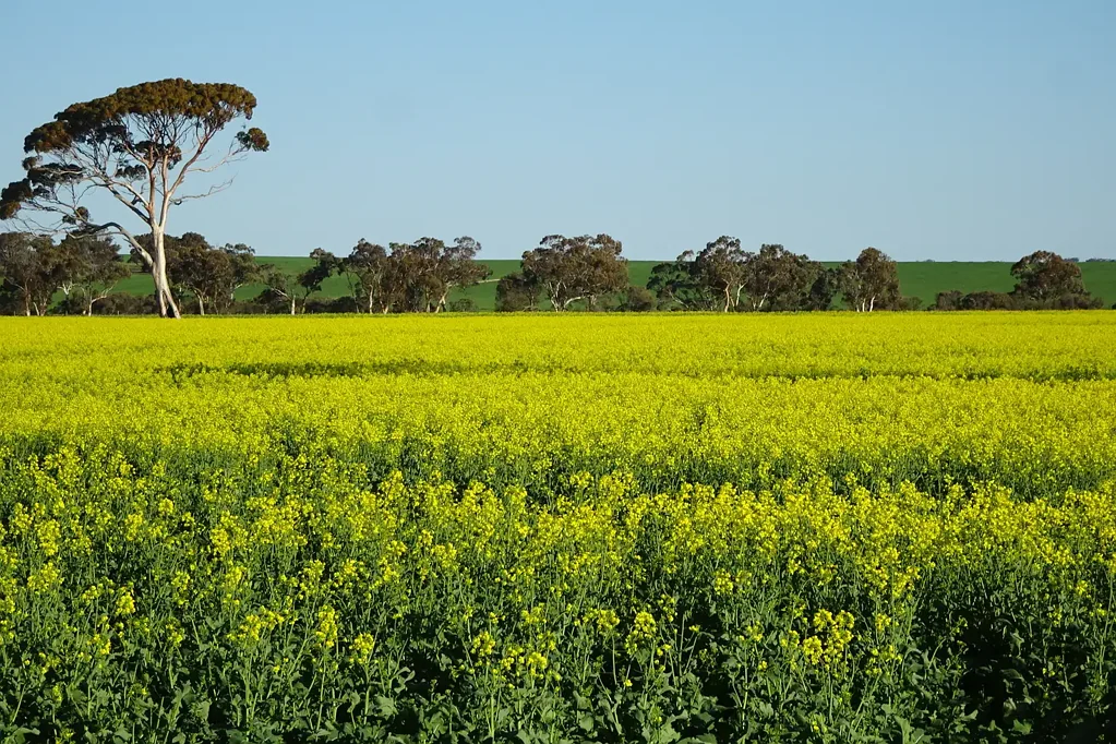 Bullaring Classic Bullaring Farming Opportunity