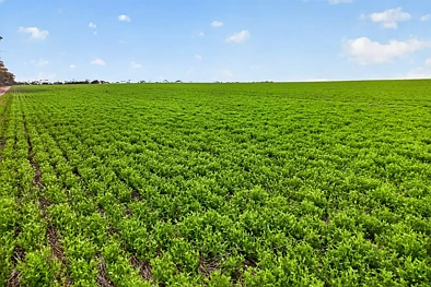 'Shepherds' Thomas Plains Road, Thrington, SA 5552, 0 rūma, 0 rūma horoi, Lifestyle Property