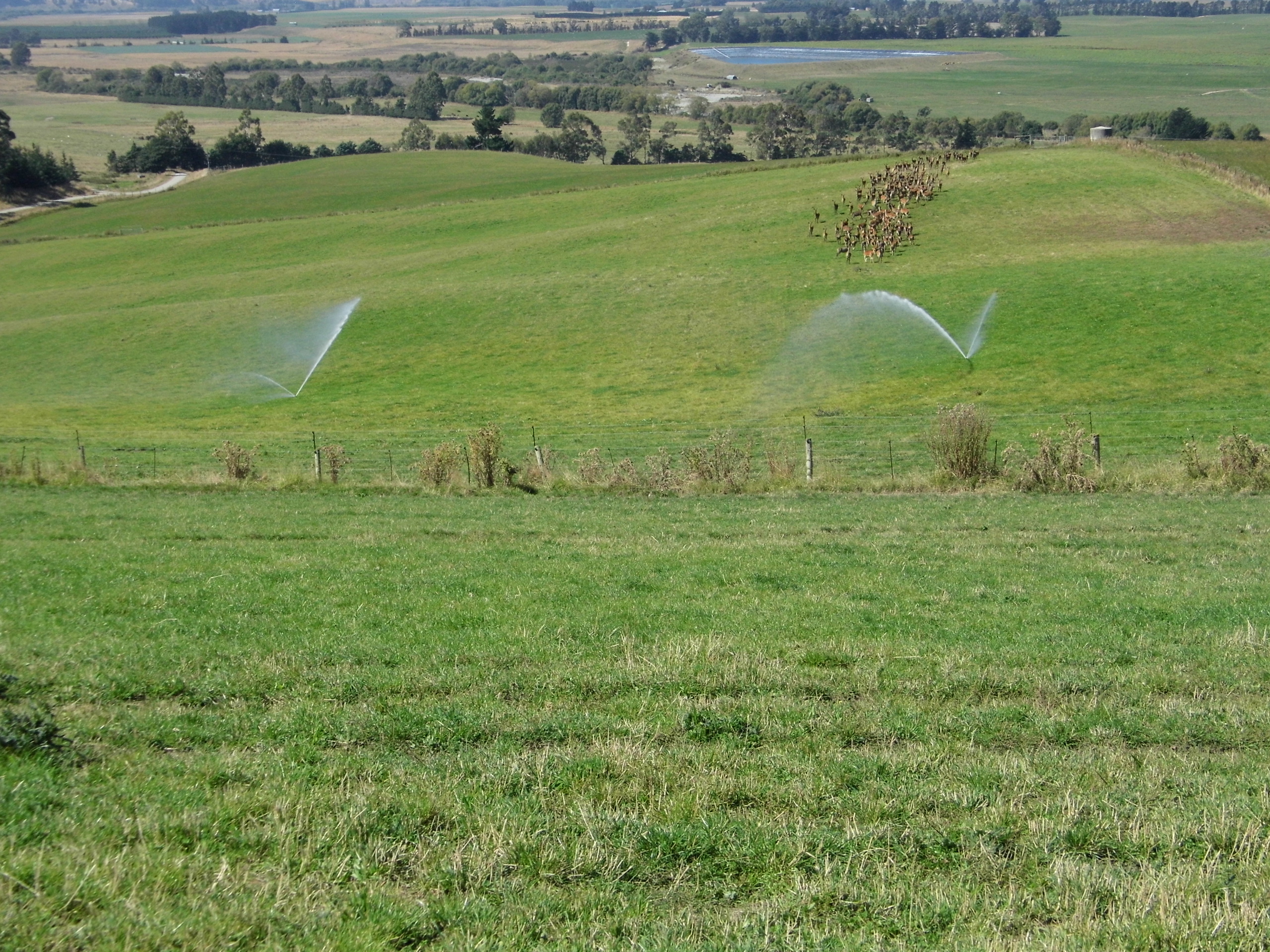 691 Kauru Hill Road, Five Forks and Surrounds, Waitaki, 0 rūma, 0 rūma horoi, Grazing