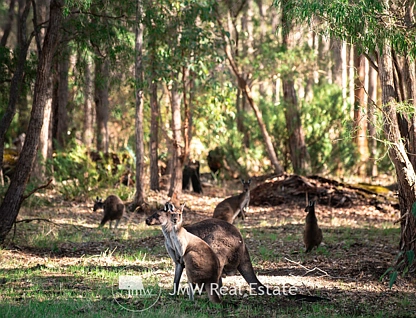 LOT 519 Witchcliffe Forest Estate, 22 Redgate Road, Witchcliffe, Bunbury, 0 Kuwarto, 0 Banyo, Section