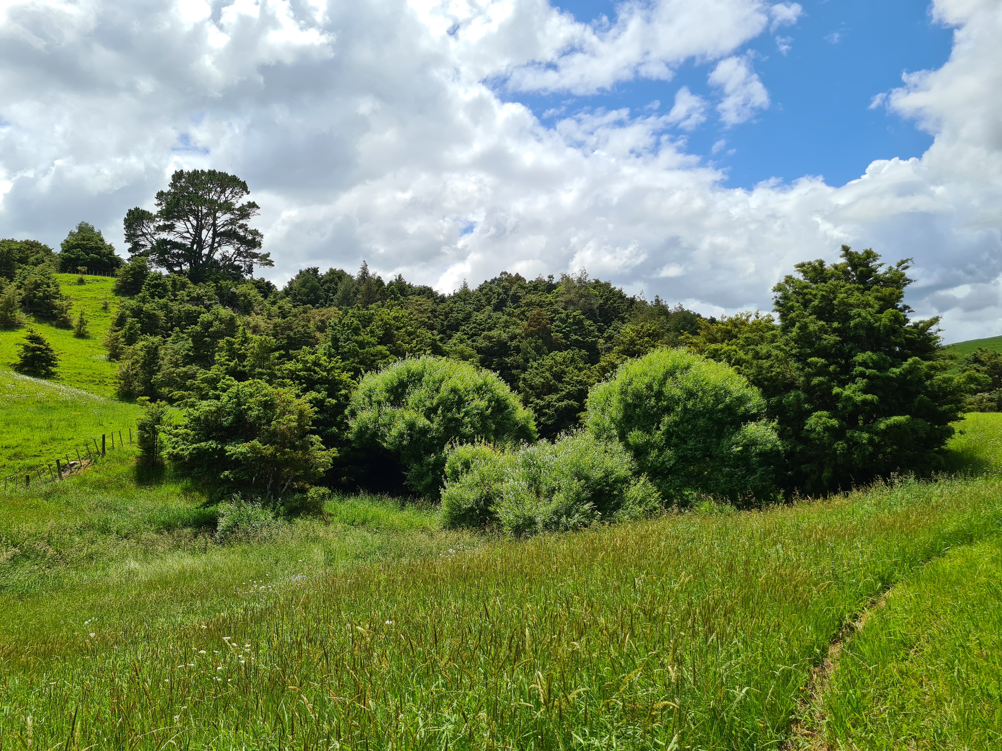 83 Payne Road, Topuni, Kaipara, 0 Bedrooms, 0 Bathrooms