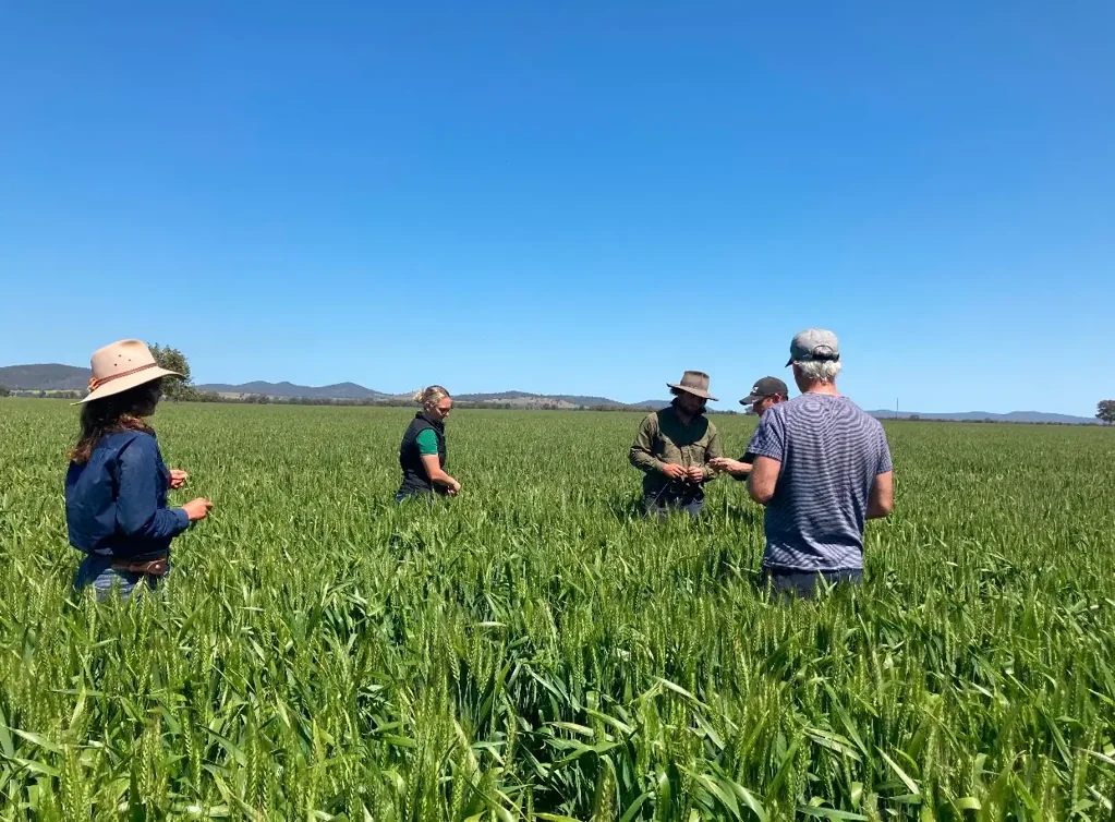 Grenfell Immediate Lease / Purchase - 4 Adjoining Farms can be bought in Stages