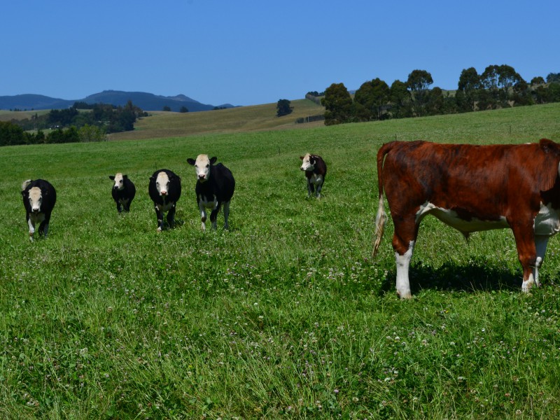 112 Bowalley Road, Herbert, Waitaki, 0房, 0浴, Grazing