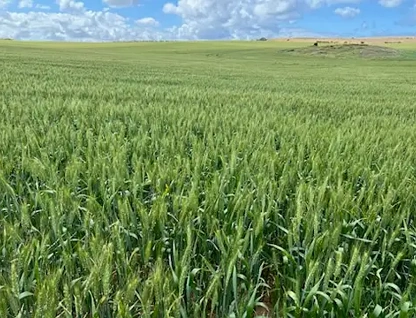 Lot 823 Stevies Road, Ardrossan, Barossa - Yorke - Mid North, 0 chambres, 0 salles de bain, Lifestyle Property