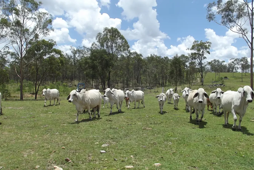 Dallarnil  424 ACRES OF UNDULATING GRAZING COUNTRY