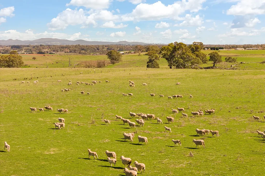Millthorpe  “INGLESWOLD” Heavy Basalt Soils Offered To The Market For The First Time In A Century