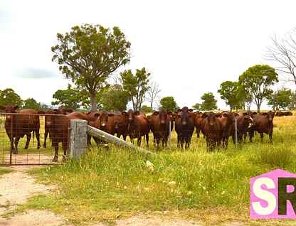 176 Jacksons Road, Guyra, Tamworth, 4 phòng ngủ, 2 phòng tắm, Lifestyle Property