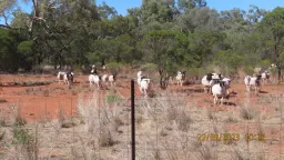 * The Retreat, Cobar