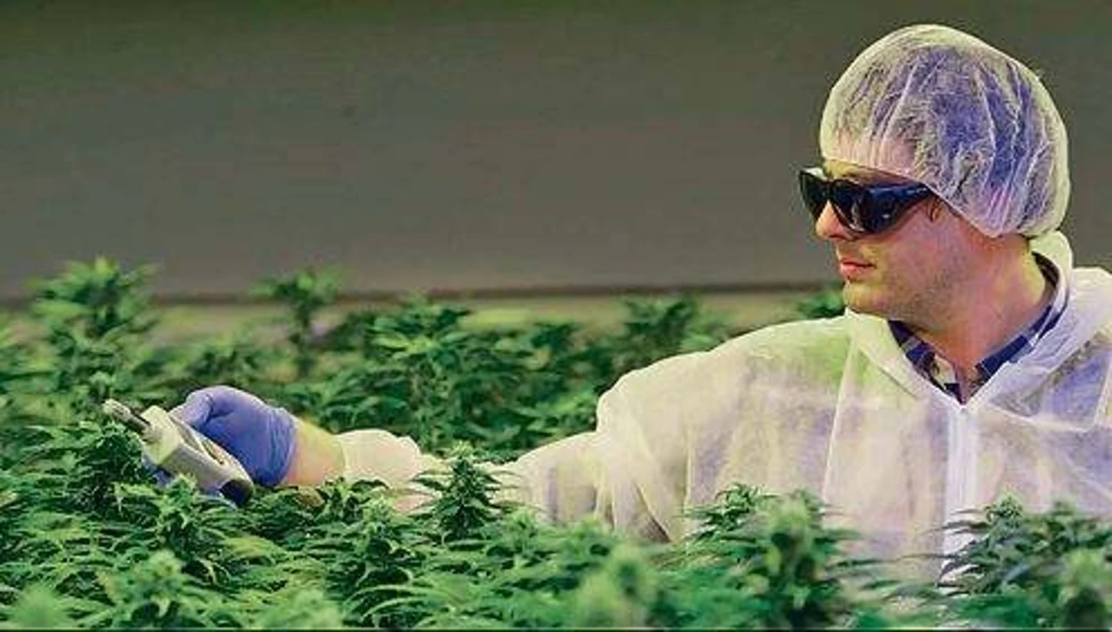 奥克兰这家公司在招人种大麻！求职者需要满足这些条件…