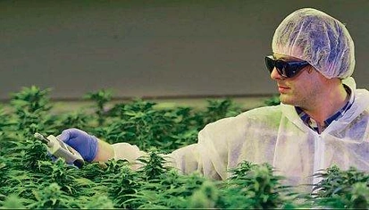 奥克兰这家公司在招人种大麻！求职者需要满足这些条件…
