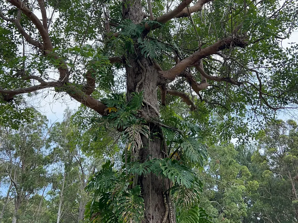 Woodford 3ห้องนอน Woodford : southeast queensland hinterland