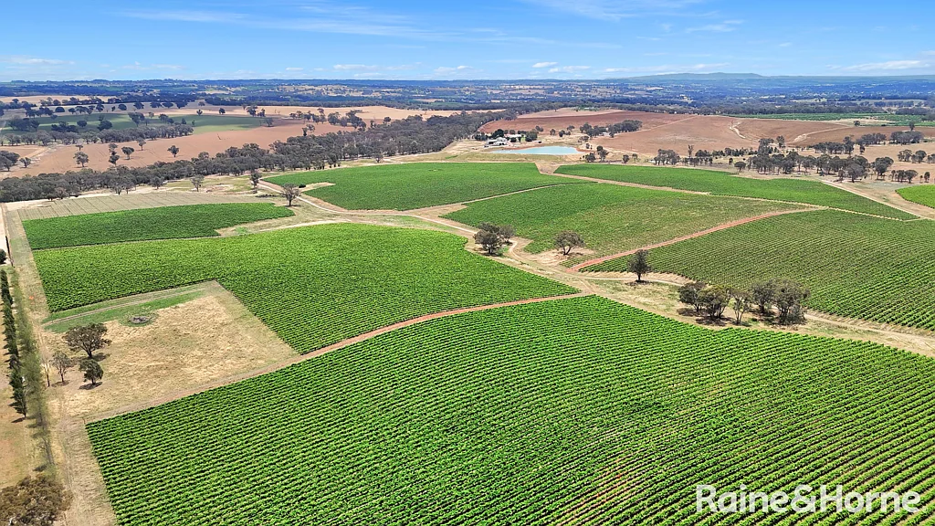 Kingsvale Prestigious Hilltops NSW Vineyard Investment Opportunity